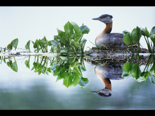 Картинка животные утки
