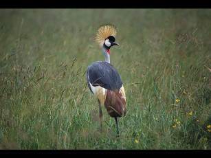 Картинка животные журавли