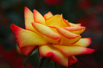 Картинка цветы розы