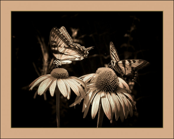 Обои картинки фото животные, бабочки