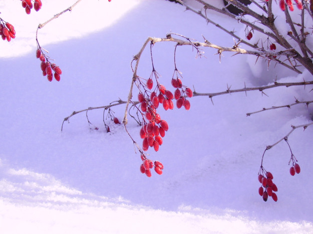 Обои картинки фото 