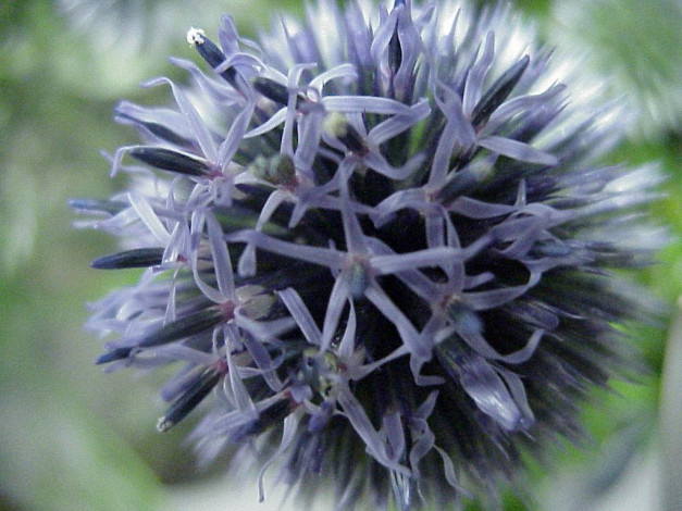 Обои картинки фото цветы