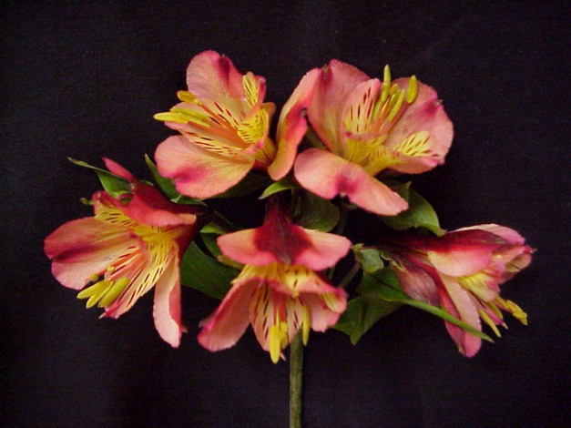 Обои картинки фото цветы, альстромерия