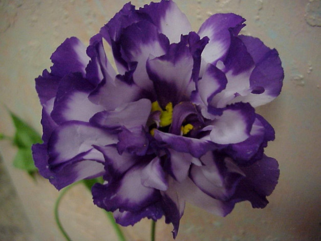 Обои картинки фото цветы, эустома