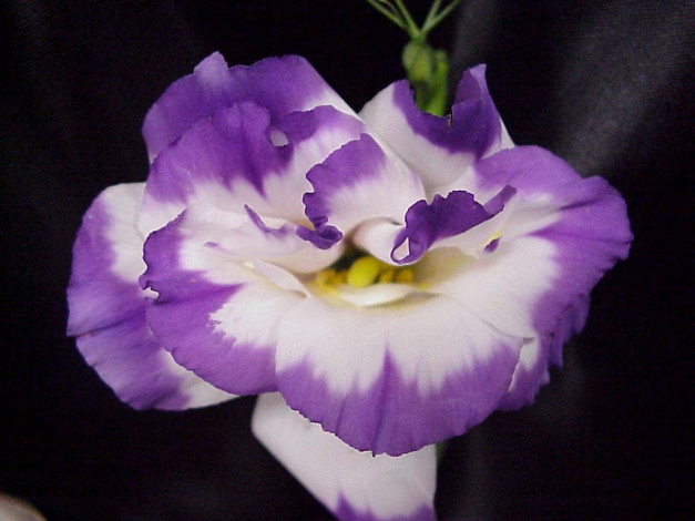 Обои картинки фото цветы, эустома