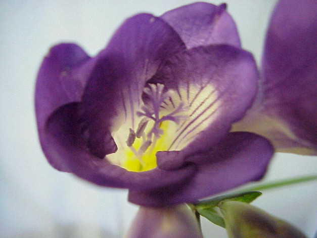 Обои картинки фото цветы, фрезия