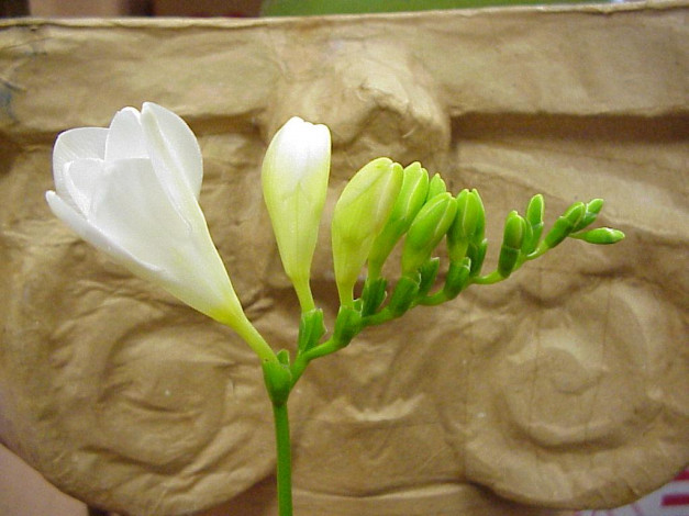 Обои картинки фото цветы, фрезия