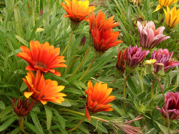 Обои картинки фото цветы, газания