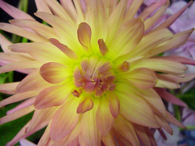 Обои картинки фото цветы, георгины