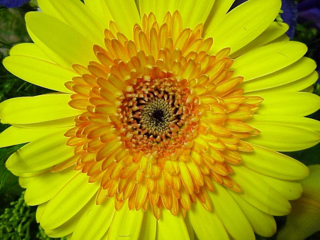 Обои картинки фото цветы, герберы