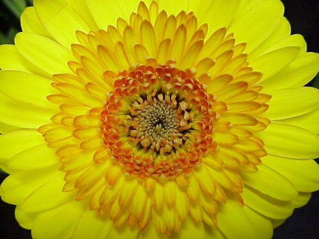 Обои картинки фото цветы, герберы