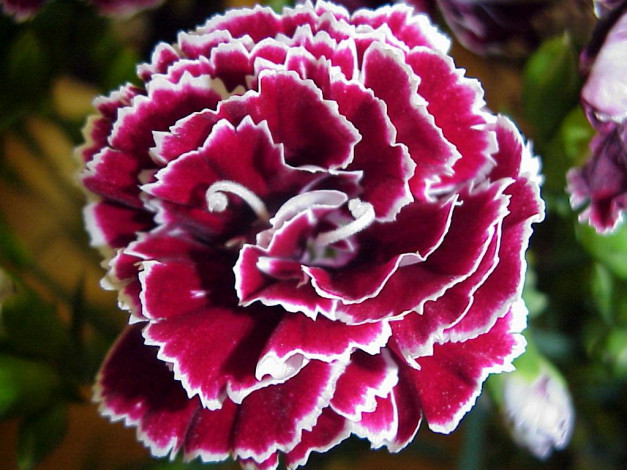 Обои картинки фото цветы, гвоздики