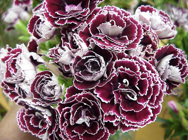 Обои картинки фото цветы, гвоздики