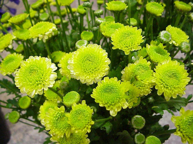 Обои картинки фото цветы, хризантемы