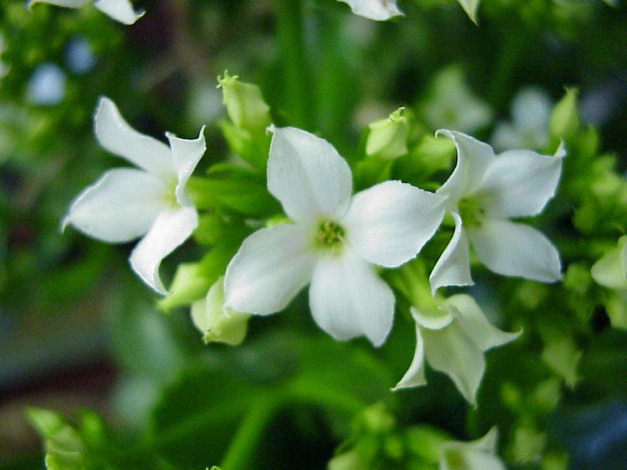 Обои картинки фото цветы, каланхоэ