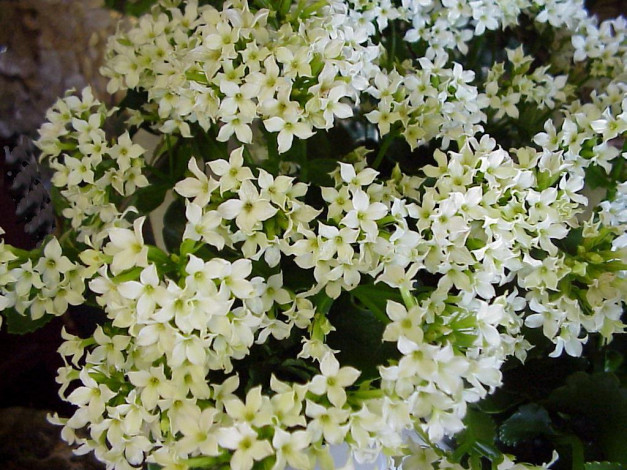 Обои картинки фото цветы, каланхоэ