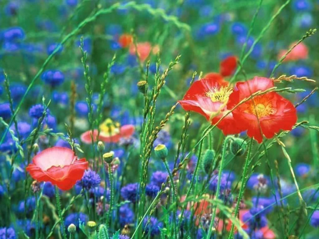Обои картинки фото цветы, луговые, полевые