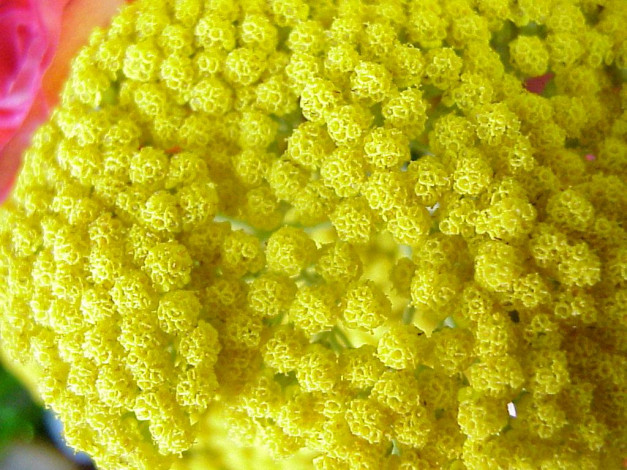 Обои картинки фото цветы, луговые, полевые