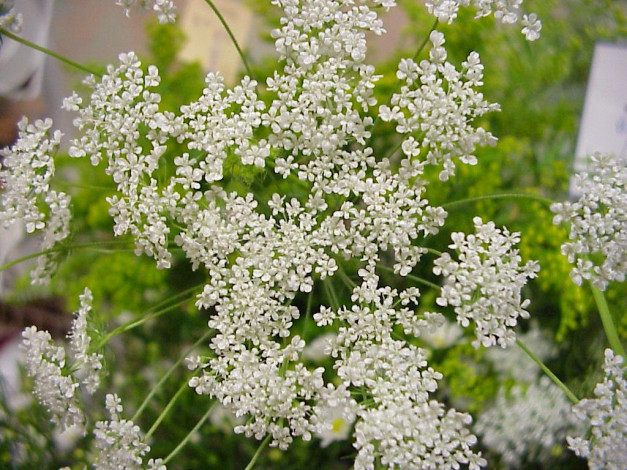 Обои картинки фото цветы, луговые, полевые