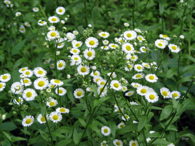 Обои картинки фото цветы, луговые, полевые