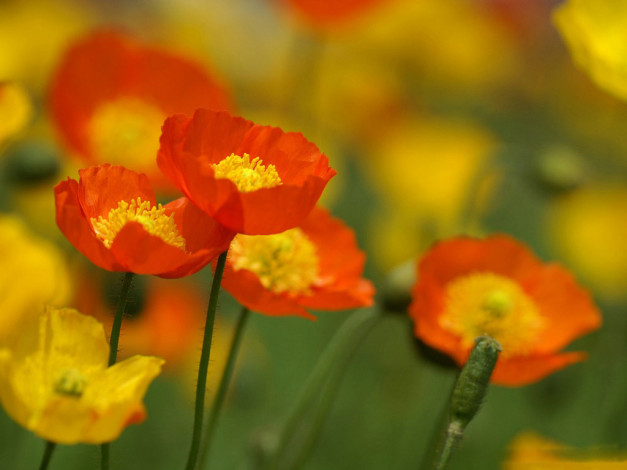 Обои картинки фото цветы, маки