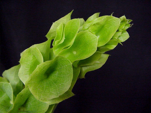 Обои картинки фото цветы, молочай