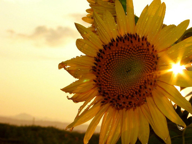 Обои картинки фото цветы, подсолнухи