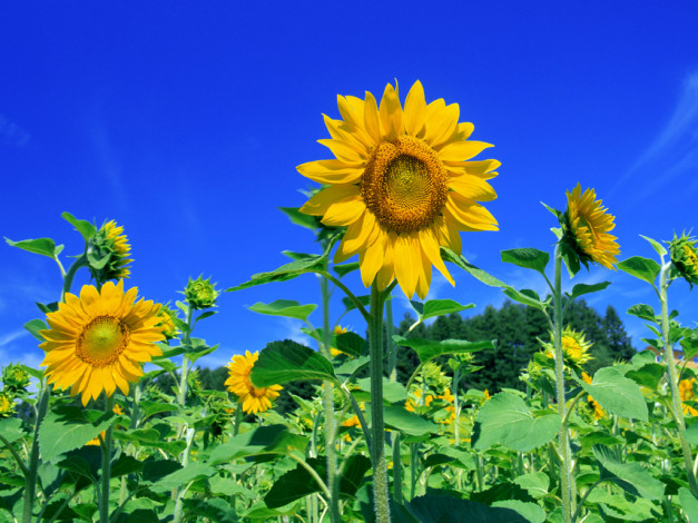 Обои картинки фото цветы, подсолнухи