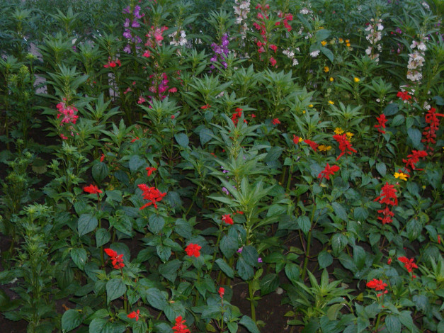 Обои картинки фото цветы, разные, вместе