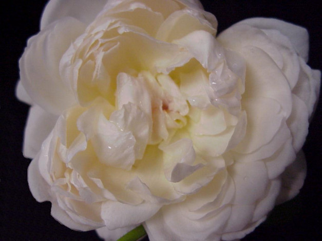 Обои картинки фото цветы, розы