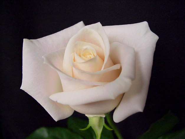 Обои картинки фото цветы, розы