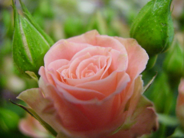 Обои картинки фото цветы, розы