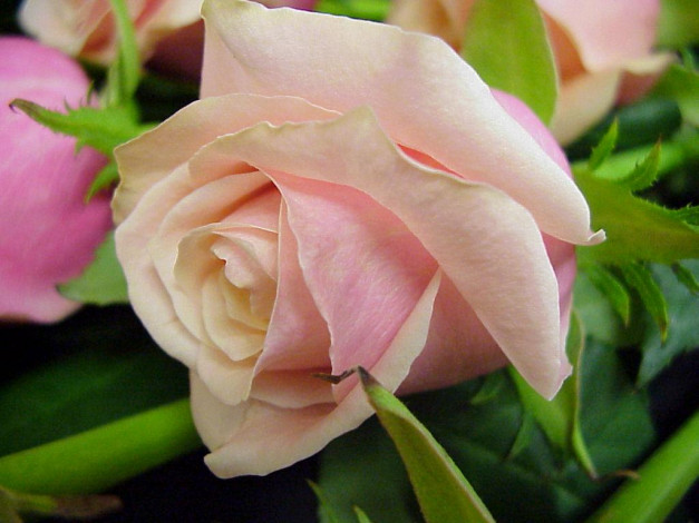 Обои картинки фото цветы, розы