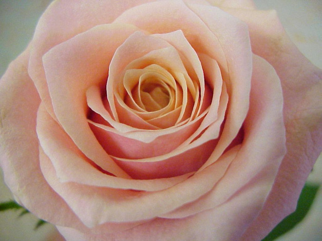 Обои картинки фото цветы, розы