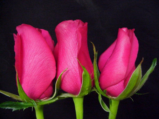 Обои картинки фото цветы, розы