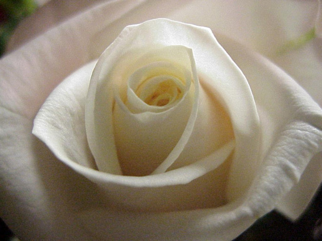 Обои картинки фото цветы, розы