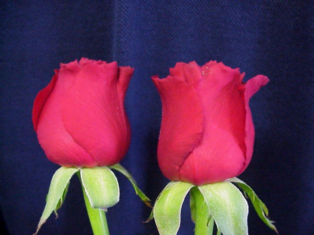 Обои картинки фото цветы, розы