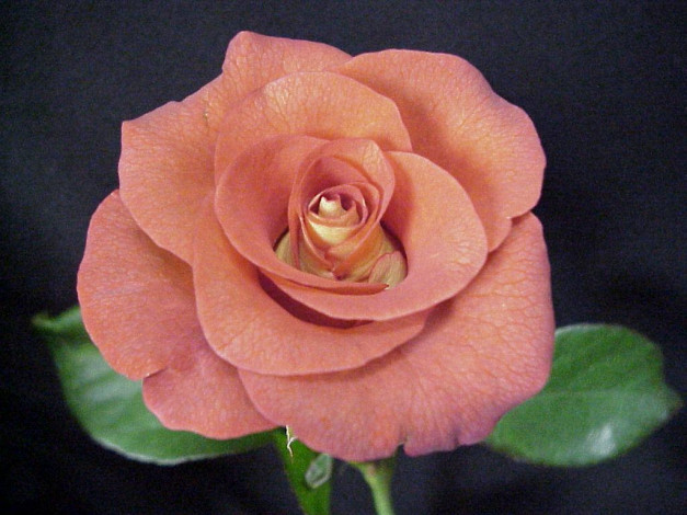 Обои картинки фото цветы, розы