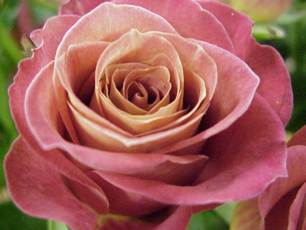 Обои картинки фото цветы, розы