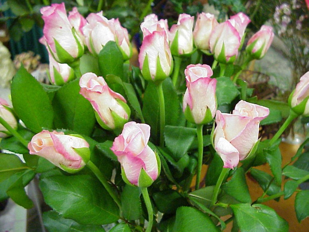 Обои картинки фото цветы, розы