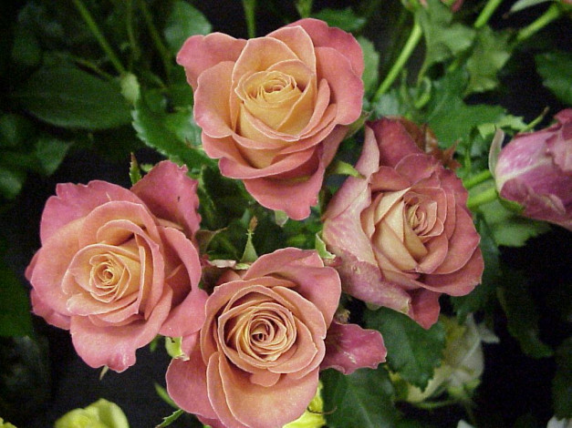 Обои картинки фото цветы, розы