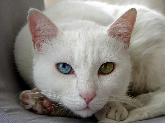 Обои картинки фото взгляд, автор, ворс, животные, коты