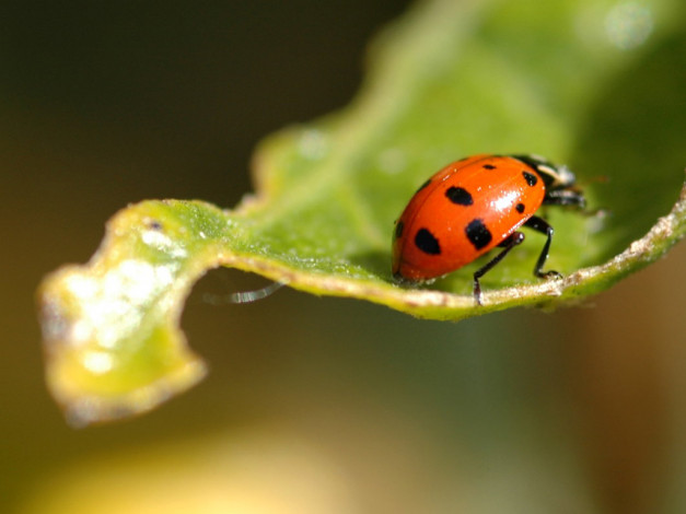 Обои картинки фото животные, божьи, коровки