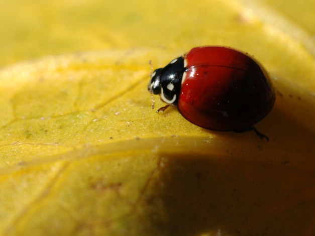 Обои картинки фото животные, божьи, коровки