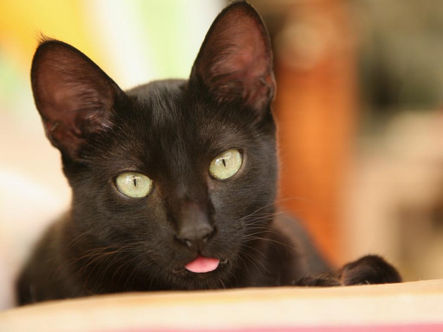 Обои картинки фото животные, коты