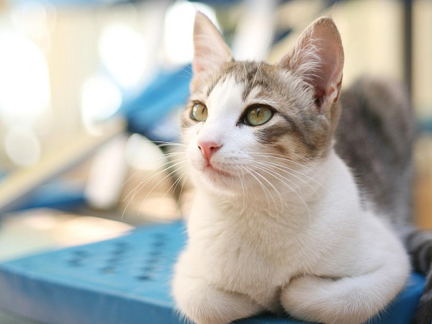 Обои картинки фото животные, коты