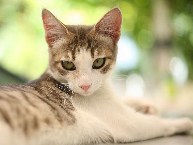 Обои картинки фото животные, коты