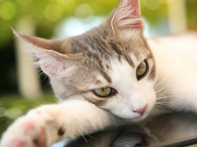 Обои картинки фото животные, коты