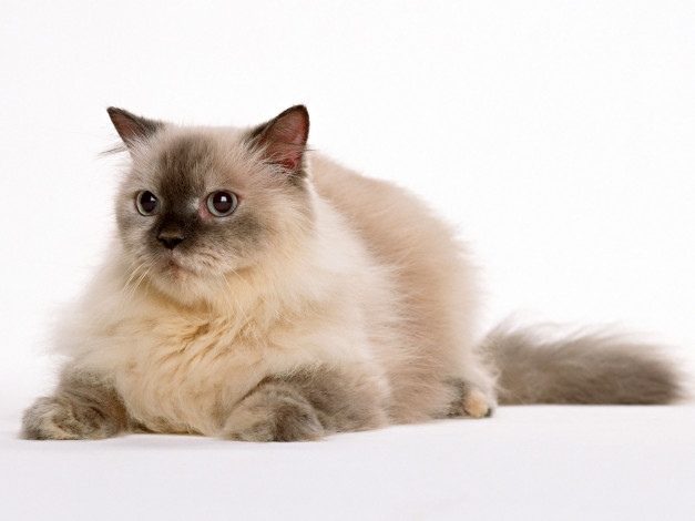 Обои картинки фото животные, коты