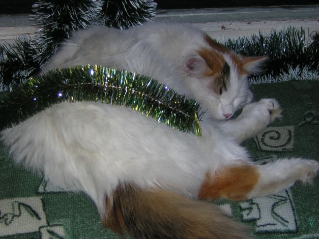 Обои картинки фото животные, коты